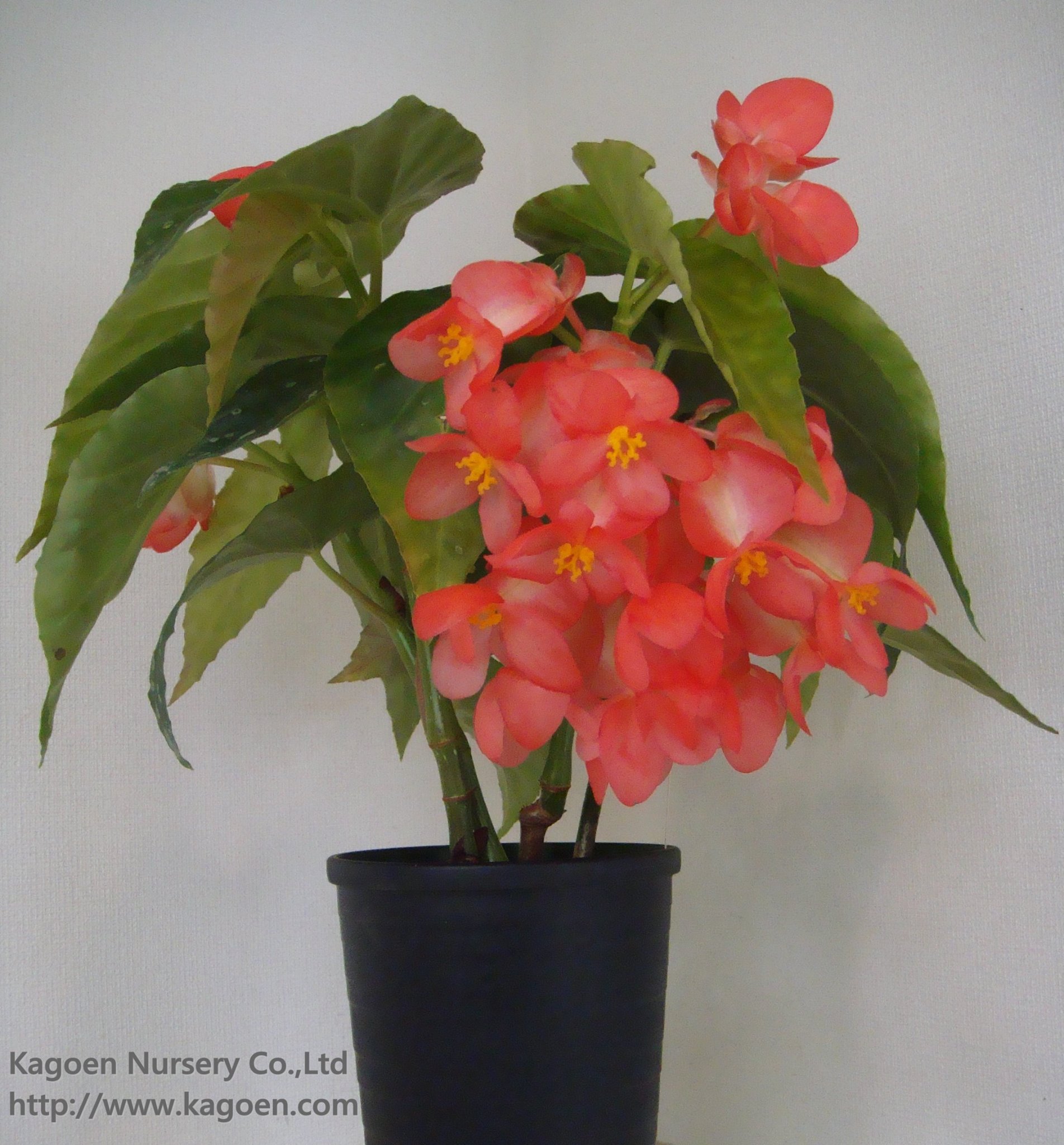 B. ‘Florence Rubby’